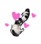 家の猫ズ（個別スタンプ：9）