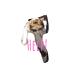 家の猫ズ（個別スタンプ：10）