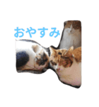 家の猫ズ（個別スタンプ：11）