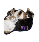 家の猫ズ（個別スタンプ：12）