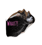 家の猫ズ（個別スタンプ：13）