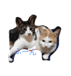 家の猫ズ（個別スタンプ：15）