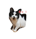 家の猫ズ（個別スタンプ：16）