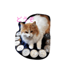 家の猫ズ（個別スタンプ：17）
