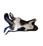 家の猫ズ（個別スタンプ：18）