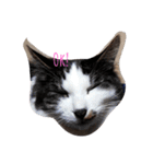 家の猫ズ（個別スタンプ：19）