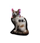 家の猫ズ（個別スタンプ：20）