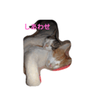 家の猫ズ（個別スタンプ：21）