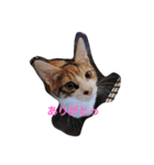家の猫ズ（個別スタンプ：22）