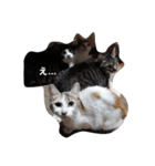 家の猫ズ（個別スタンプ：24）