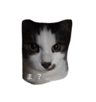 家の猫ズ（個別スタンプ：25）
