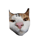 家の猫ズ（個別スタンプ：26）
