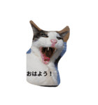 家の猫ズ（個別スタンプ：27）