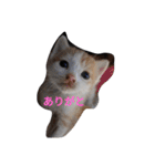 家の猫ズ（個別スタンプ：28）