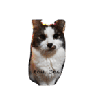 家の猫ズ（個別スタンプ：29）
