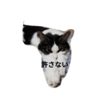 家の猫ズ（個別スタンプ：30）