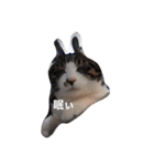 家の猫ズ（個別スタンプ：32）