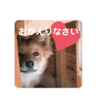 KOROの日常（個別スタンプ：3）