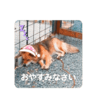 KOROの日常（個別スタンプ：4）