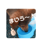KOROの日常（個別スタンプ：9）