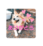 KOROの日常（個別スタンプ：10）