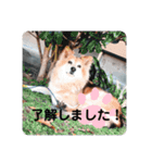 KOROの日常（個別スタンプ：11）