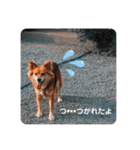 KOROの日常（個別スタンプ：14）