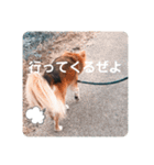 KOROの日常（個別スタンプ：15）