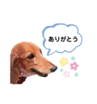 ピーチちゃん スタンプ（個別スタンプ：13）