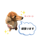 ピーチちゃん スタンプ（個別スタンプ：17）