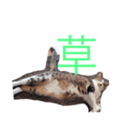 さやちゃんスタンぷ（個別スタンプ：8）