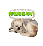 マイサムサム（個別スタンプ：15）