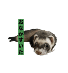 ぼくたぬきち！（個別スタンプ：4）