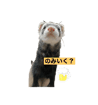 ぼくたぬきち！（個別スタンプ：5）