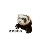 ぼくたぬきち！（個別スタンプ：8）