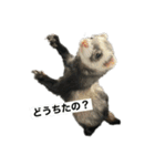 ぼくたぬきち！（個別スタンプ：10）