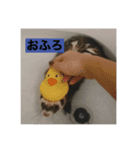 ぼくたぬきち！（個別スタンプ：11）