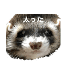 ぼくたぬきち！（個別スタンプ：16）