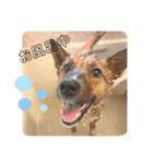 ひさと動物たち。（個別スタンプ：4）