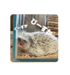 ひさと動物たち。（個別スタンプ：7）