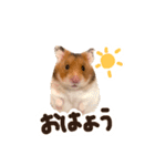 ゴールデンハムスターのおいもちゃん（個別スタンプ：1）