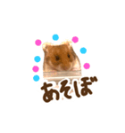 ゴールデンハムスターのおいもちゃん（個別スタンプ：3）