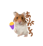 ゴールデンハムスターのおいもちゃん（個別スタンプ：5）