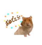 ゴールデンハムスターのおいもちゃん（個別スタンプ：11）
