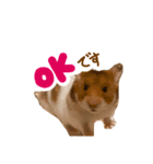 ゴールデンハムスターのおいもちゃん（個別スタンプ：12）