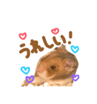 ゴールデンハムスターのおいもちゃん（個別スタンプ：14）