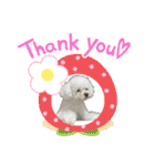 ぷぅちゃん(トイプードル)（個別スタンプ：8）