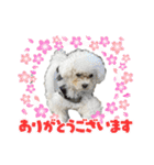 ぷぅちゃん(トイプードル)（個別スタンプ：10）