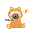 ぷぅちゃん(トイプードル)（個別スタンプ：13）