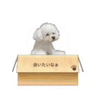 ぷぅちゃん(トイプードル)（個別スタンプ：26）